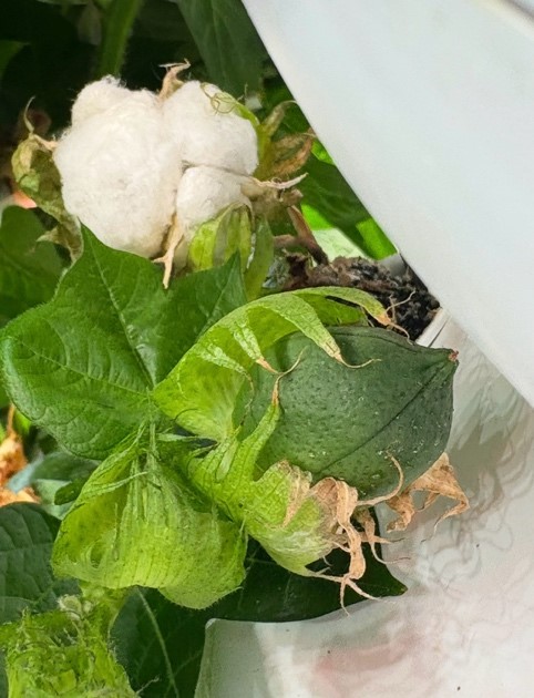 hydroponic cotton cultivation.jpg